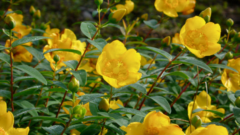 Dziurawiec ozdobny 'Hidcote' 