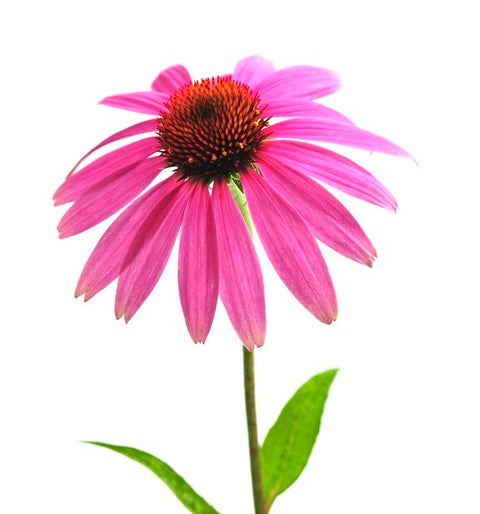 Jeżówka purpurowa (łac. Echinacea)