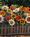 Gazania