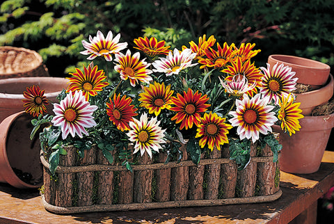 Gazania