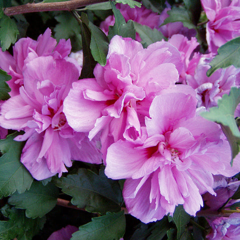 Ketmia - Hibiskus, pełny kwiat 'Ardens'