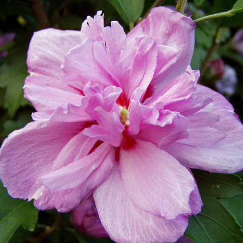 Ketmia - Hibiskus, pełny kwiat 'Ardens'