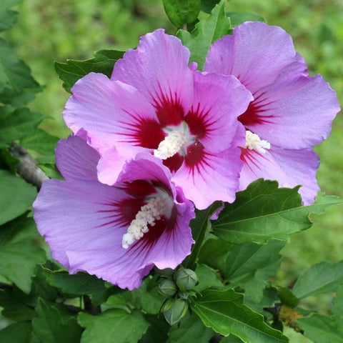 ketmia hibiskus