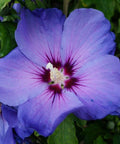 Ketmia syryjska (Hibiskus) 'Oiseau Bleu' syn. 'Blue Bird' 