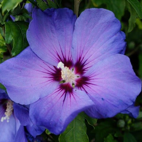 Ketmia syryjska (Hibiskus) 'Oiseau Bleu' syn. 'Blue Bird' 