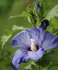 Ketmia syryjska (Hibiskus) 'Oiseau Bleu' syn. 'Blue Bird' 