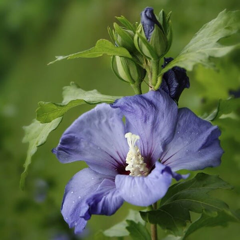 Ketmia syryjska (Hibiskus) 'Oiseau Bleu' syn. 'Blue Bird' 