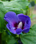 Ketmia syryjska (Hibiskus) 'Oiseau Bleu' syn. 'Blue Bird' 