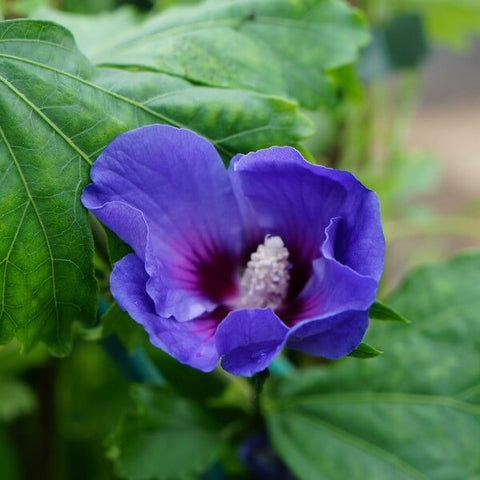 Ketmia syryjska (Hibiskus) 'Oiseau Bleu' syn. 'Blue Bird' 