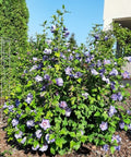 Ketmia syryjska (Hibiskus) 'Oiseau Bleu' syn. 'Blue Bird' 