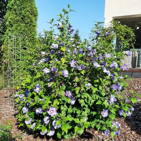 Ketmia syryjska (Hibiskus) 'Oiseau Bleu' syn. 'Blue Bird' 