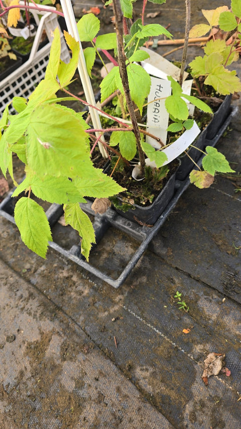 Malina powtarzająca Husaria - 1 sadzonka II wybór - doniczka P9