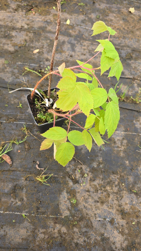 Malina powtarzająca Husaria - 1 sadzonka II wybór - doniczka P9
