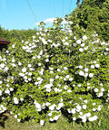 Kalina koralowa 'Roseum'