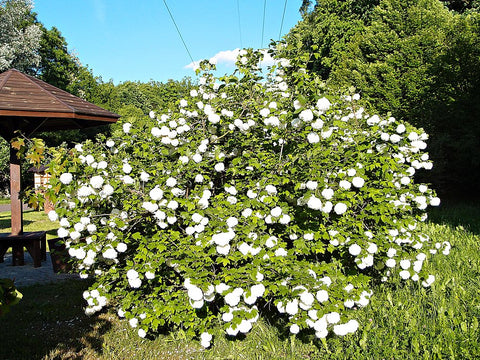 Kalina koralowa 'Roseum'