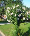 Hibiscus syriacus - Ketmia syryjska ‘Red Heart’