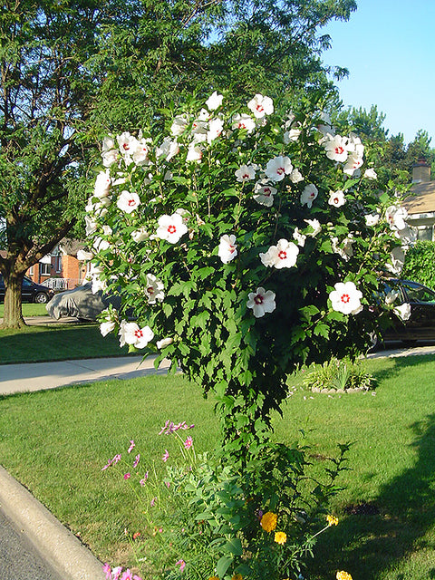 Hibiscus syriacus - Ketmia syryjska ‘Red Heart’