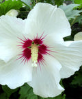 Hibiscus syriacus - Ketmia syryjska ‘Red Heart’