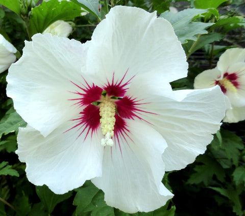 Hibiscus syriacus - Ketmia syryjska ‘Red Heart’