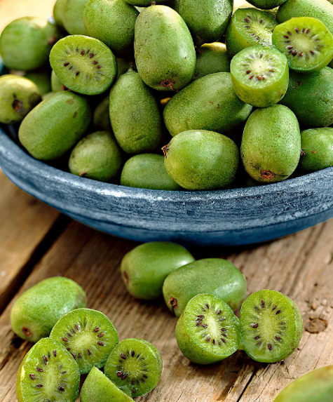 Kiwi (aktinidia) ISSAI - 1 doniczka