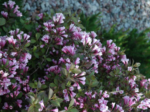 Krzewuszka cudowna ‘Foliis Purpureis’ - 1 doniczka