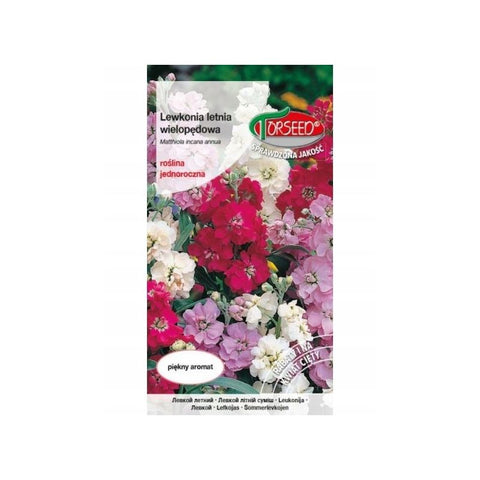 Lewkonia letnia VARSOVIA