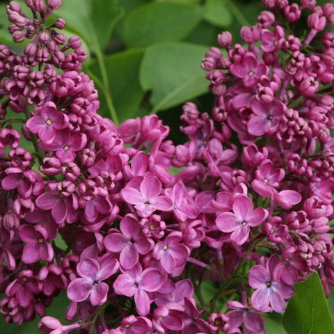 Lilak (bez, Syringa vulgaris) 'Znamya Lenina' 