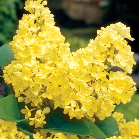 Lilak (bez, Syringa vulgaris) 'Primrose' 