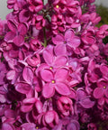 Lilak (bez, Syringa vulgaris) 'Znamya Lenina' 