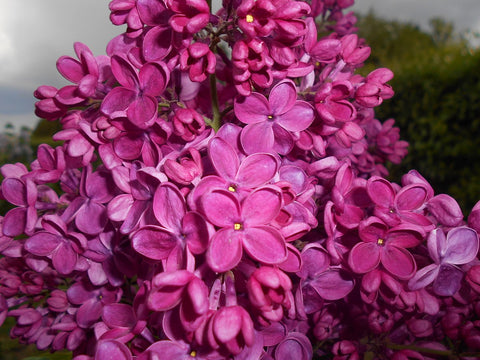 Lilak (bez, Syringa vulgaris) 'Znamya Lenina' 