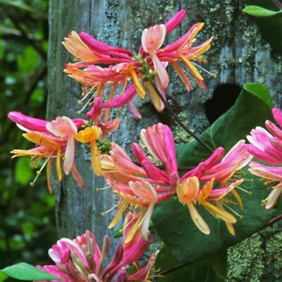 Wiciokrzew zimozielony Henryego Lonicera Henryi