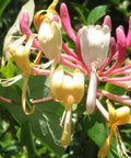 Wiciokrzew zimozielony Henryego Lonicera Henryi