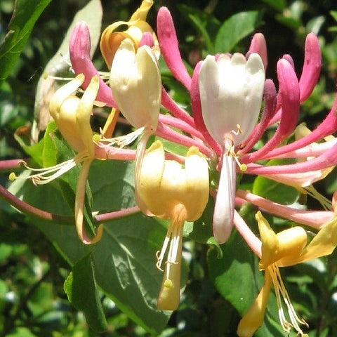 Wiciokrzew zimozielony Henryego Lonicera Henryi