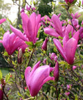 Magnolia "Susan" 