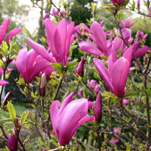 Magnolia "Susan" 