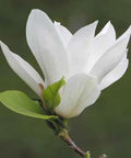 Magnolia biała