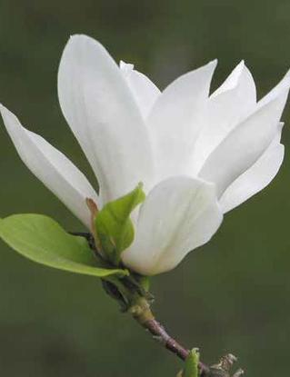 Magnolia biała