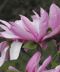 Magnolia różowa