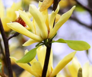 Magnolia 'Esveld Select' 