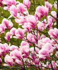 Magnolia ’George Henry Kern’