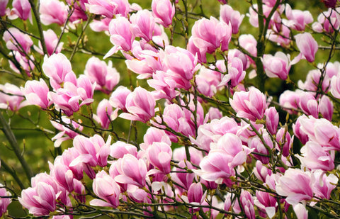 Magnolia ’George Henry Kern’