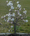 Magnolia gwiaździsta 'Waterlily'