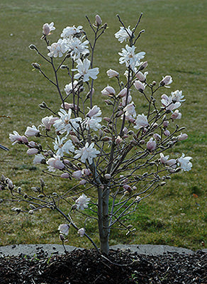 Magnolia gwiaździsta 'Waterlily'