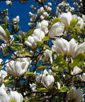 Magnolia loebnera 'Merrill' 