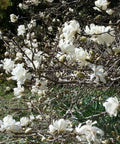 Magnolia loebnera 'Merrill' 