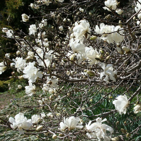 Magnolia loebnera 'Merrill' 