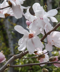 Magnolia loebnera 'Merrill' 