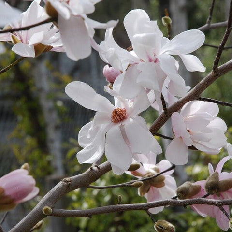 Magnolia loebnera 'Merrill' 