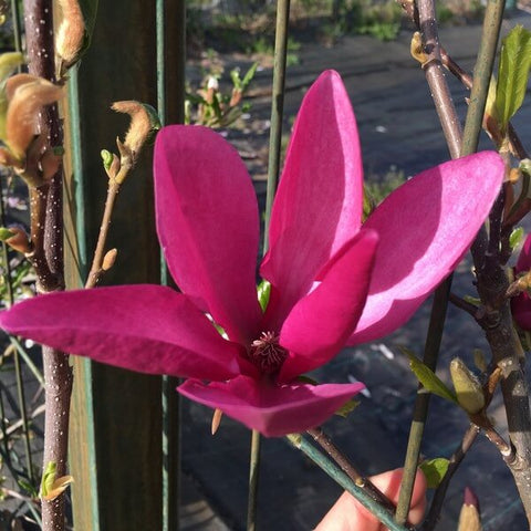 Magnolia purpurowa ‚Nigra’