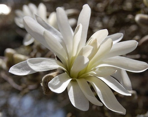 Magnolia gwiaździsta 'Waterlily'